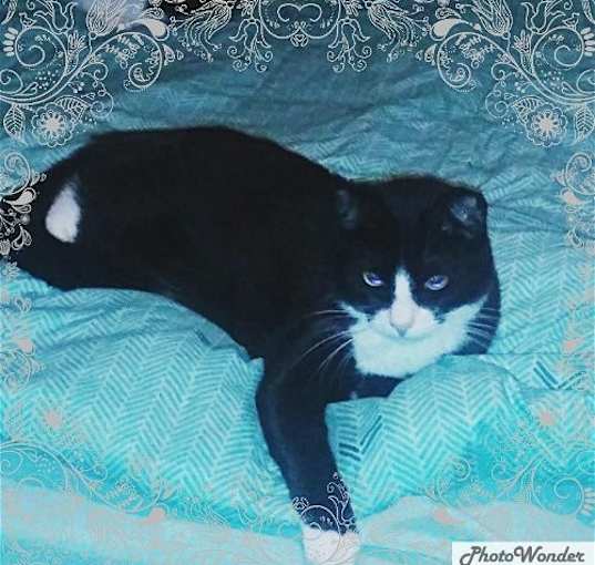 Photo of Sylvester