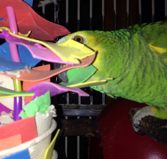 Photo of Ziggy