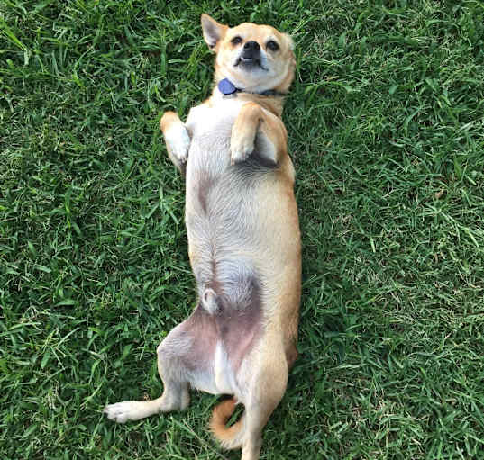 Photo of Chuy
