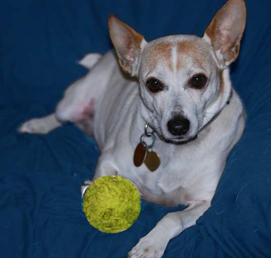 Photo of Trigger