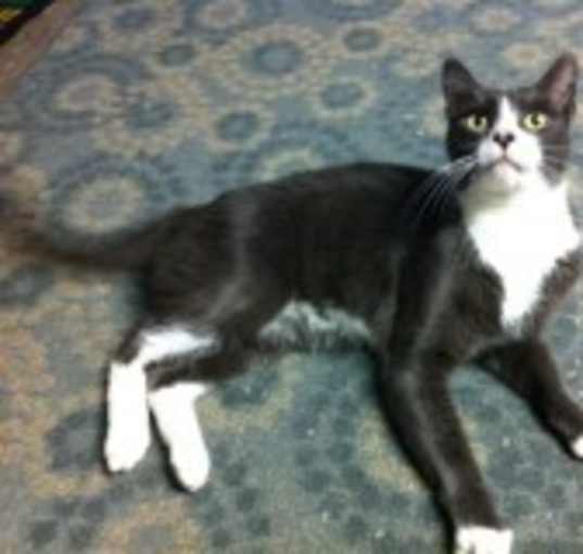 Photo of Henry/ great companion