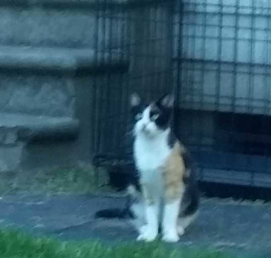 Photo of Callie
