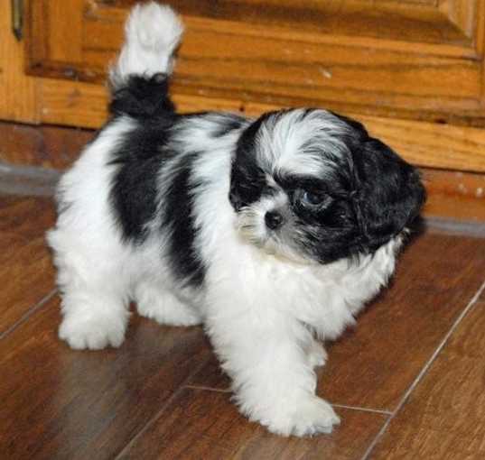 Photo of shih baby