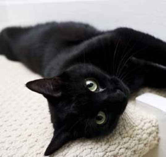 Photo of Blackie - sociable lap cat