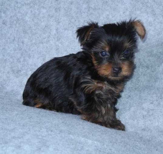 Photo of Yorkshire Terrier Puppies