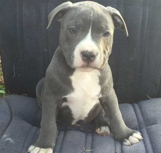 Photo of American Pit Bull Terrier