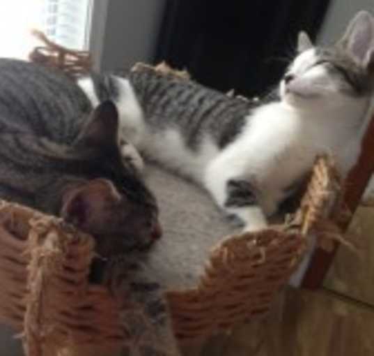 Photo of Abby & Andy/ BONDED PAIR