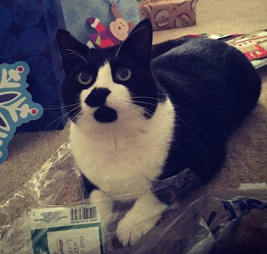 Photo of DOMINO prefers single cat home