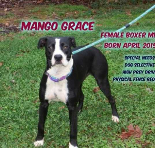 Photo of Mango Grace