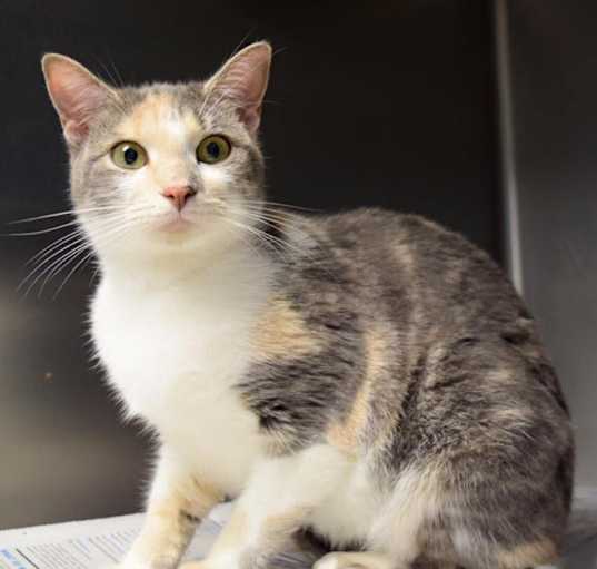 Photo of Dulce