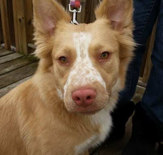 Photo of Freckles
