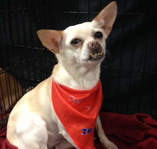 Photo of Smiley