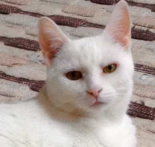Photo of Dazey