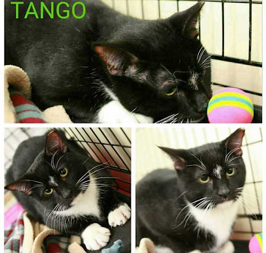Photo of Tango & Cash