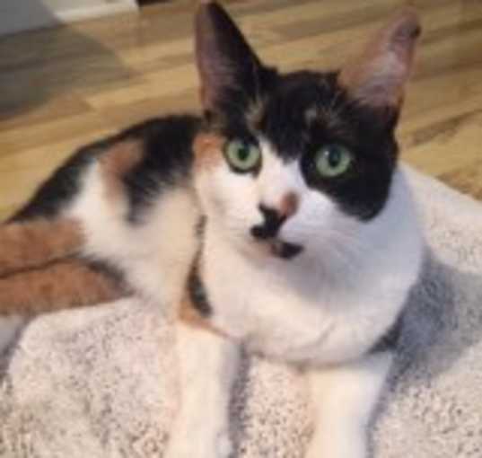 Photo of Skittles /Sweet