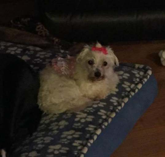 Photo of Snowbunny