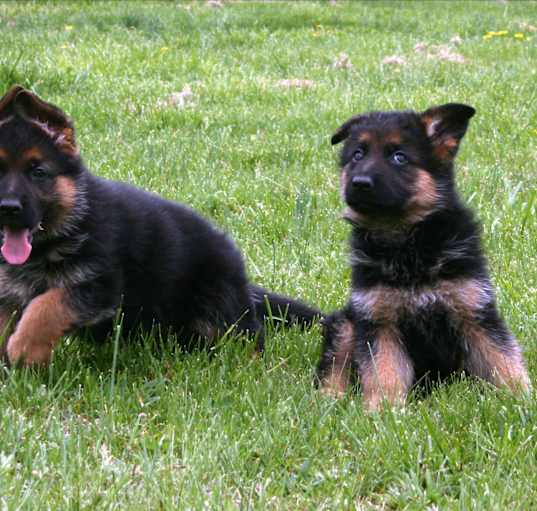 Photo of Adopt Rocky German Shephered