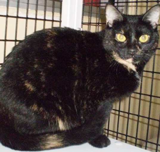 Photo of Tillie [Permanent Foster]