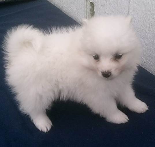 Photo of American Eskimo Dog