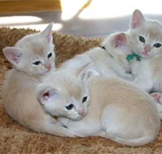 Photo of European Burmese
