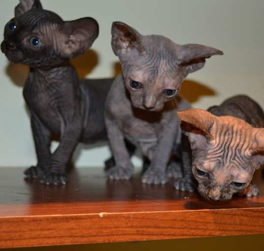 Photo of Sphynx