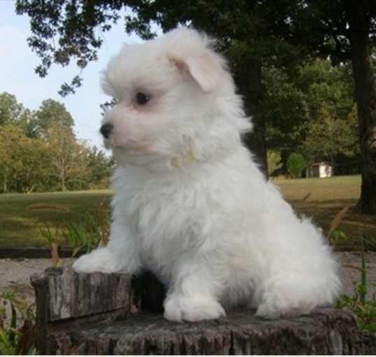 Photo of Affenpinscher pups