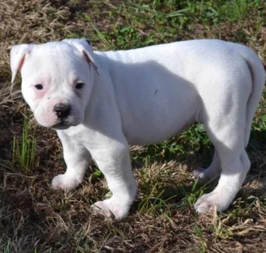 Photo of American Bulldog pups