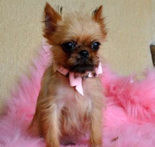 Photo of Brussels Griffon pups