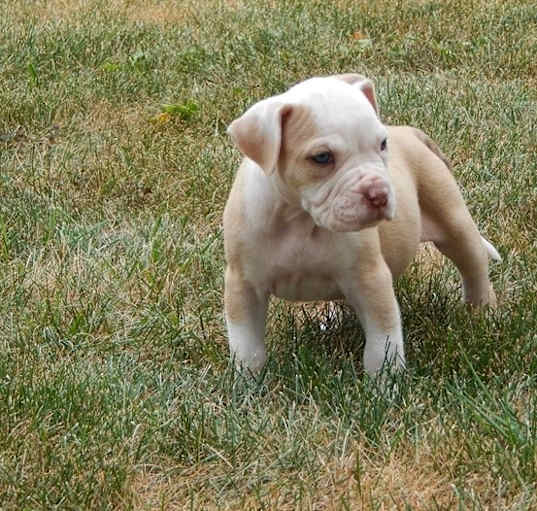Photo of Alapaha Blue Blood Bulldog