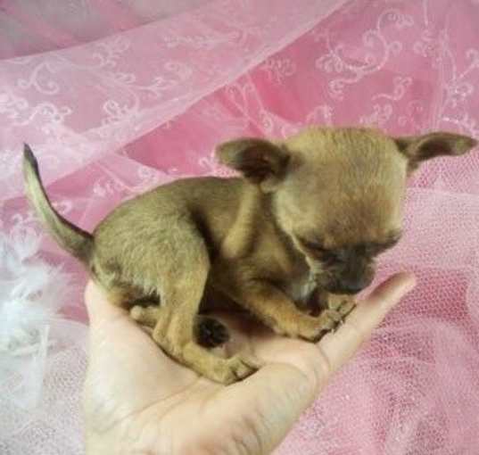 Photo of Chihuahua pups