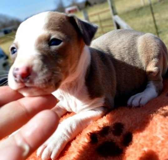 Photo of Italian Greyhound pups