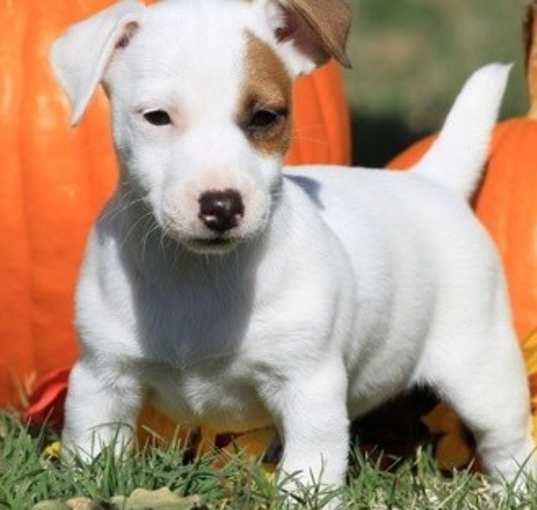 Photo of Jack Russel Terrier pups