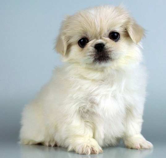 Photo of Pekingese pups