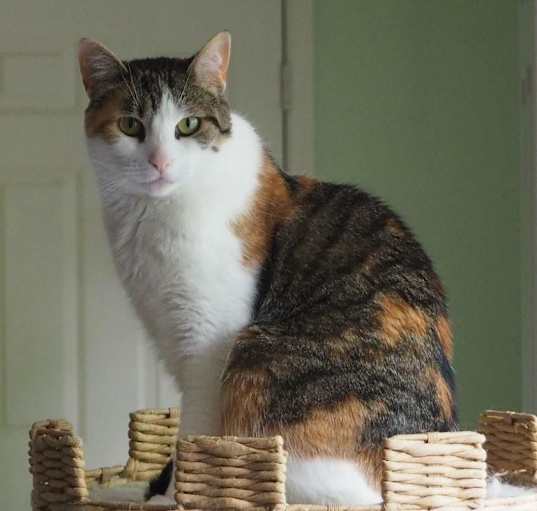 Photo of Molly/affectionate, funny