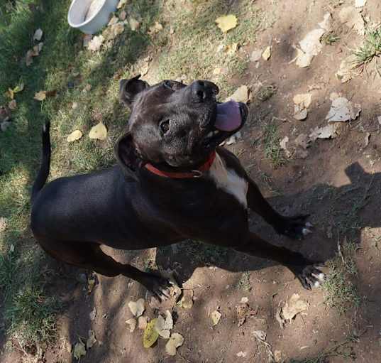 Photo of Zinnie