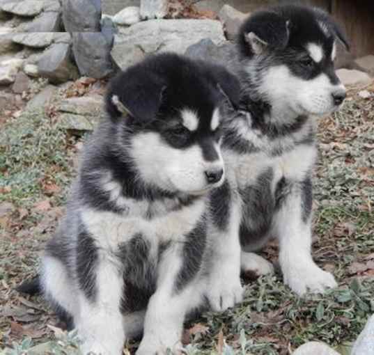 Photo of Alaskan Malamute