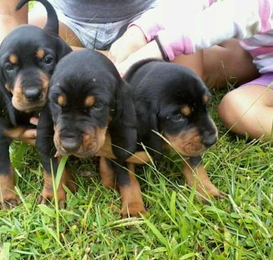 Photo of Black and Tan Coonhound