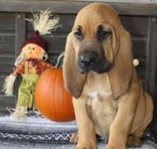 Photo of Bloodhound