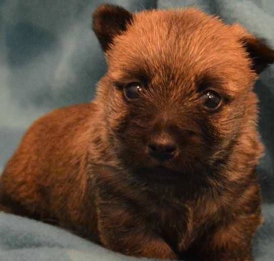 Photo of Cairn Terrier