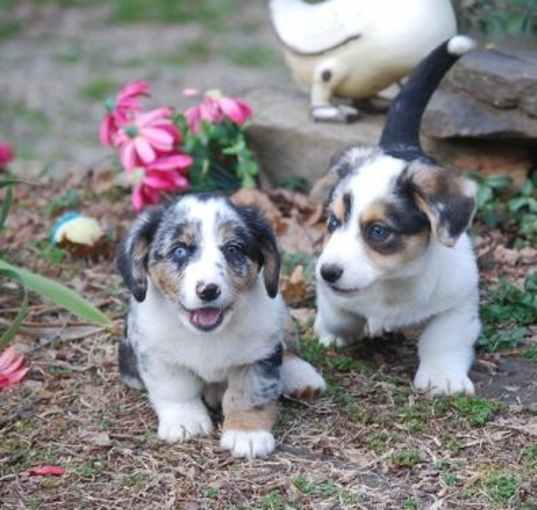 Photo of Cardigan Welsh Corgi