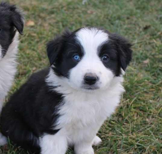 Photo of Border Collie