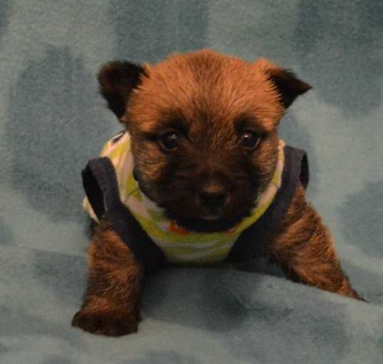 Photo of Cairn Terrier