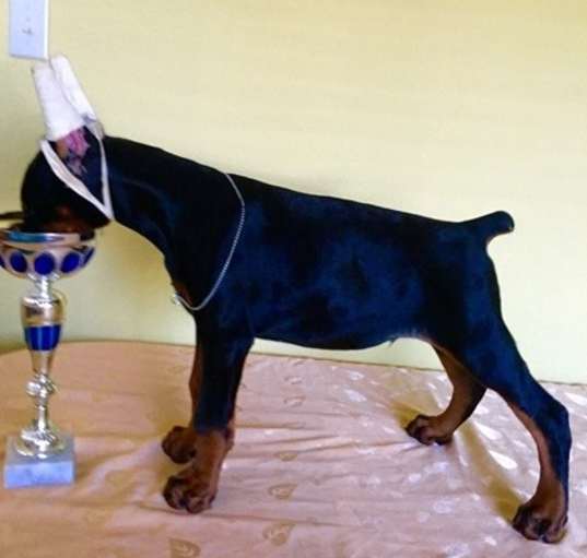 Photo of Doberman Pinscher