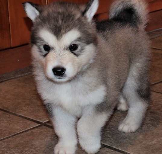 Photo of Alaskan Malamute puppy