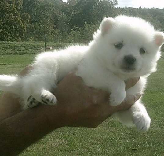 Photo of American Eskimo Dog puppy