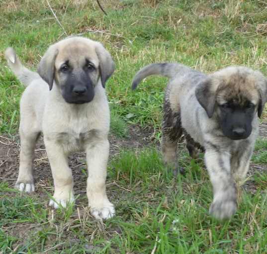 Photo of Anatolian Shepherd puppy