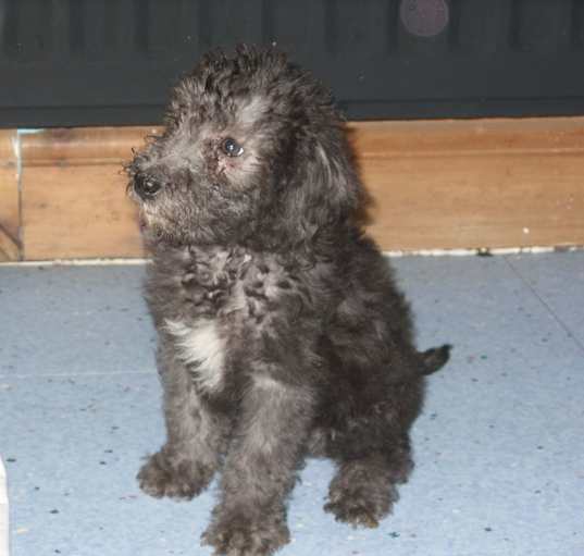 Photo of Bedlington Terrier puppy