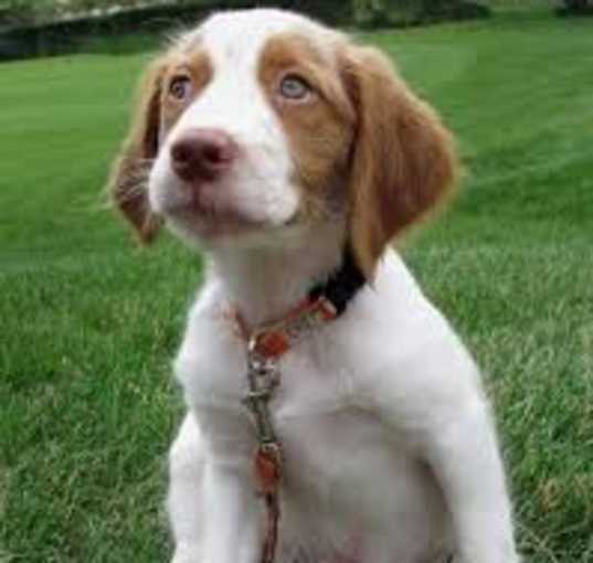 Photo of Brittany puppy