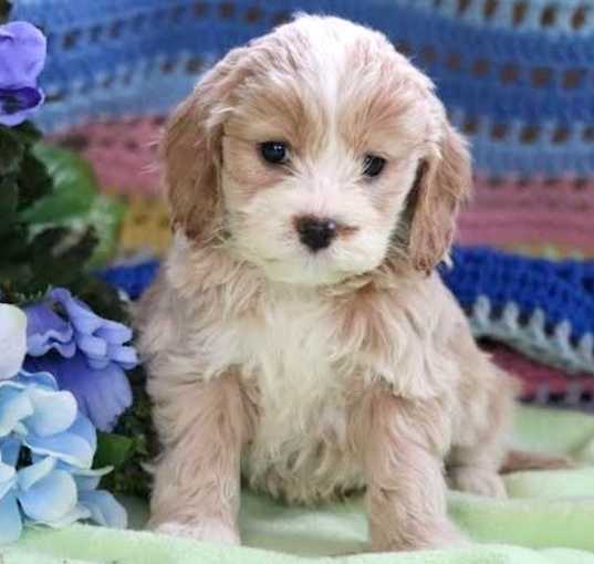 Photo of Cockapoo puppy