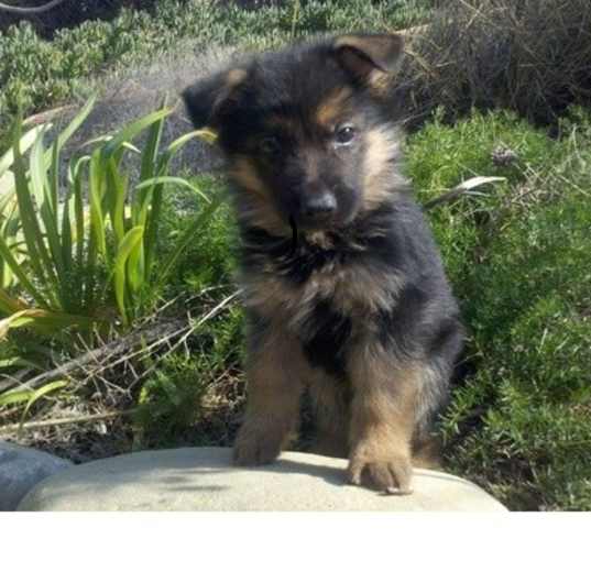 Photo of German Shepherd Dog puppy